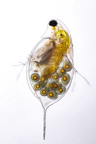 Rận nước trong ảnh thuộc chi Daphnia. Ảnh còn cho thấy phôi thai trong túi ấp của nó. Mẫu vật được tìm thấy trong hồ thành phố Rakvere, Estonia. Hình: Janeklass