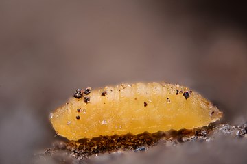 Larva on the ground