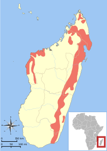 Daubentonia madagascariensis ареал map.svg