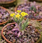 Artikel: Dionysia teucrioides