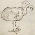 Dodo uit het reisverslag van het VOC-schip Gelderland in 1602