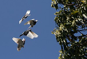 A flock of domestic Rock Pigeons (Columba livi...