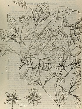 Ilustração botânica descritiva