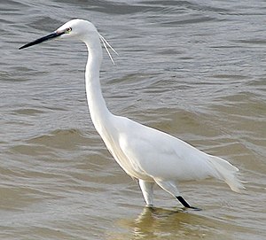 Siisenheeger (Egretta garzetta)