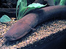 Electric Eel.jpg