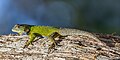 Sceloporus malachiticus