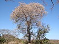 Miniatura para Cordia glabrata