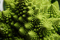 Close-up of a Romanesco broccoli. Flickr - cyclonebill - Romanesco.jpg