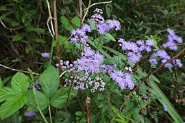 Blue mistflower