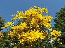 Bouquet de Silphium perfoliatum