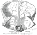 Os frontal, surface interne.