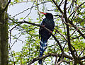 Irrisor moqueur (Parc national Kruger, Afrique du Sud)