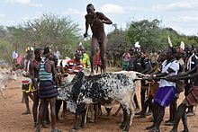 The Hamar are known for their custom of "bull jumping", which initiates a boy into manhood. Hamer bull jumping (6) (29167685366).jpg