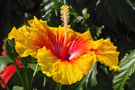 Цветок Hibiscus rosa-sinensis 'Rainbow Sherbet' в частном австрийском саду 2014-09-20.png