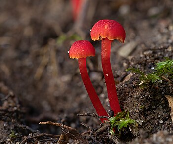 Hygrocybe miniata