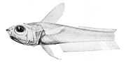 Miniatura para Hymenocephalus striatulus