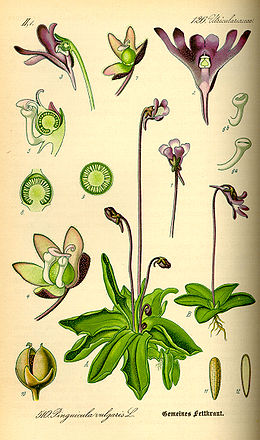 Paprastoji tuklė (Pinguicula vulgaris)