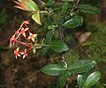 Ixora coccinea