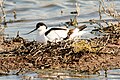 Pied avocet