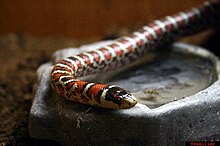 Le serpent roi de Chihuahua.JPG