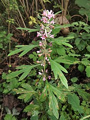 花冠は葉腋に輪散花序になってつく。