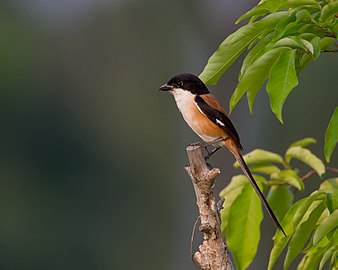 התת-מין L. s. longicaudatus, בעל כיפה שחורה. האגם בואנג בוראפט, מרכז תאילנד