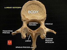 Lumbar vertebrae - Wikipedia