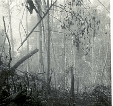 The dense jungle of landing zone brace.