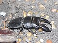 Dorcus titanus (Audubon Insectarium)