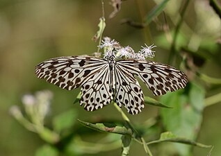 Dorsal view