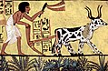 Image 20Ploughing with a yoke of horned cattle in Ancient Egypt. Painting from the burial chamber of Sennedjem, c. 1200 BC. (from History of agriculture)