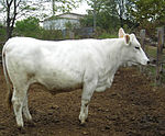 photo couleur d'une vache blanche de profil dans un enclos de terre battue.