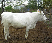 a pure-white cow without horns
