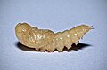 Mealworm pupa, Tenebrio molitor (16712886741).jpg