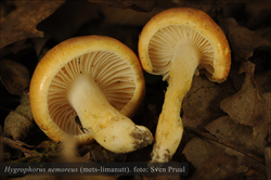 Mets-limanutt Hygrophorus nemoreus