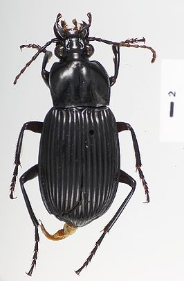Microcephalus niger
