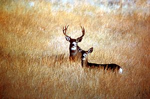 Mule deer (Odocoileus hemionus) in Modoc Count...
