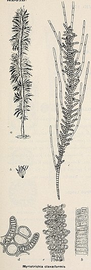 Illustration of "Myriotrichia clavaeformis"