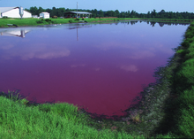 A typical waste lagoon, filled with pig manure. NRCSNC00011 - North Carolina (5131)(NRCS Photo Gallery).tif