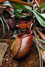 Tumbuhan Nepenthes merrilliana dari Pulau Dinagat