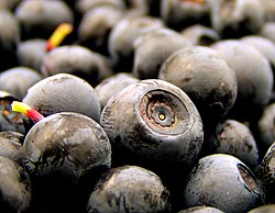 Wild blueberries collected in Norway.