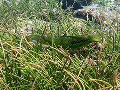 Un labre des herbiers Novaculoides macrolepidotus en phase terminale