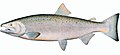 coho salmon