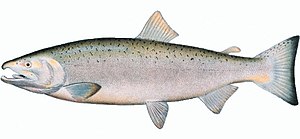 Coho salmon Based on the drawing from Silver o...