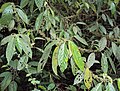 Oreocnide integrifolia 05. 
 JPG