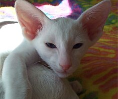 Orienta Shorthair Blue Eyed White-kato (juna).jpg