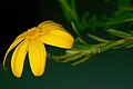 Osteospermum polygaloides