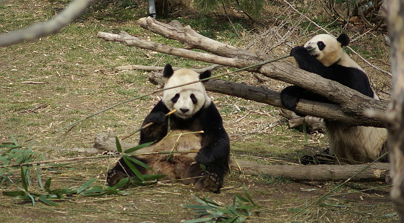 ملف:Pandas eating bamboo Washington Zoo.JPG