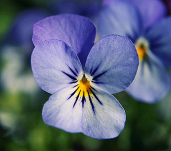 Viola cinsinin Viola tricolor türünün mavi bir Viola x wittrockiana melezi. Görüntüde odak çiçeğin ortasındaki tepecik açıklığının etrafında yer alan, trikom olarak adlandırılan, tozlaşmayı daha etkili kılan tüylerle kaplı dudağımsı yapılardır. Bu yapı Viola tricolor'un bir özelliğidir.]](Üreten:Noumenon)