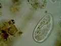 Файл: Paramecium putrinum.ogv